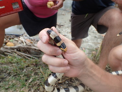 Laticauda saintgironsi