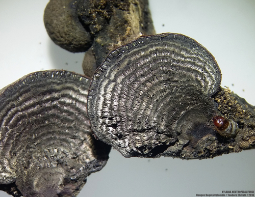 Rievėtoji anglenė nuotrauka