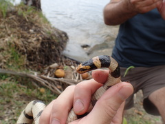 Laticauda saintgironsi