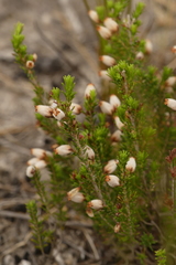 Erica pubigera