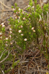 Erica pubigera