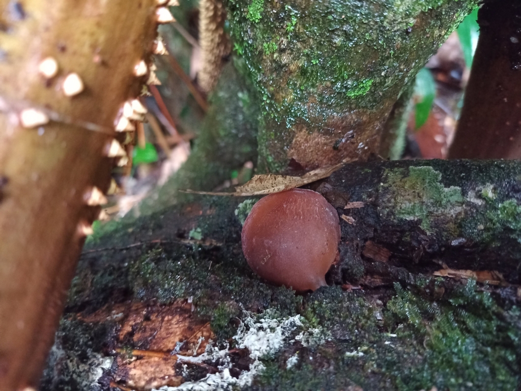 Auricularia fuscosuccinea · October 2022 · photo: © biomartita (iNaturalist, cc-by)