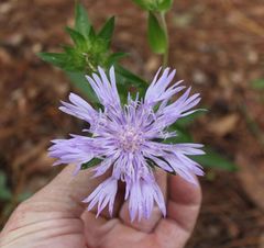 Stokesia laevis