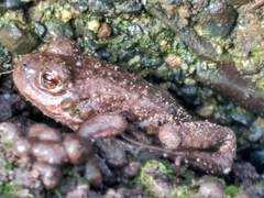 Pleurodema bufoninum