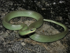 Smooth Green Snake photo 1
