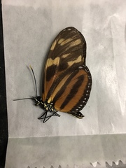 Eueides isabella eva