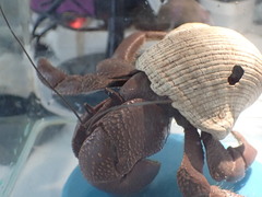 Coenobita brevimanus