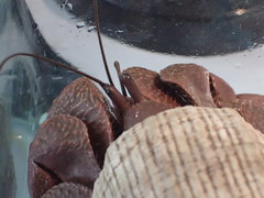 Coenobita brevimanus