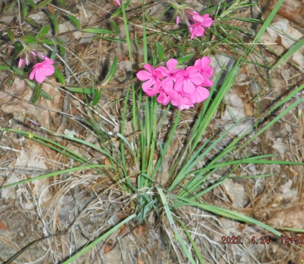 phloxes-from-mentone-al-usa-on-april-24-2023-at-07-52-pm-by-thomas