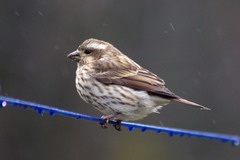 Haemorhous purpureus purpureus