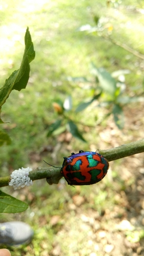 Tectocoris diophthalmus