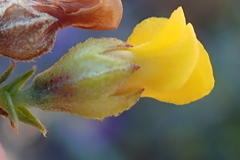 Hermannia cuneifolia