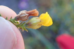 Hermannia cuneifolia