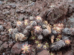 Drosera neocaledonica