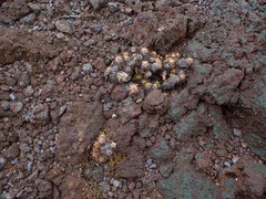 Drosera neocaledonica
