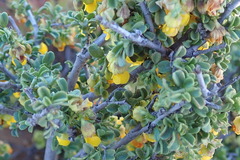 Hermannia cuneifolia