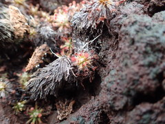 Drosera neocaledonica