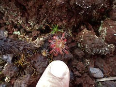 Drosera neocaledonica