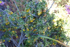 Hermannia cuneifolia