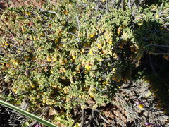 Hermannia cuneifolia