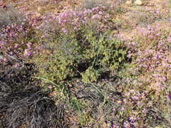 Hermannia cuneifolia