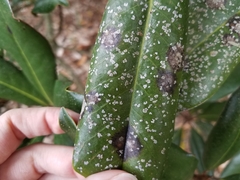 Cephaleuros virescens