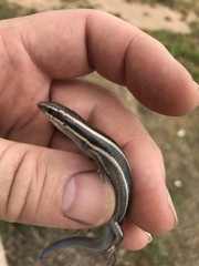 Plestiodon skiltonianus interparietalis