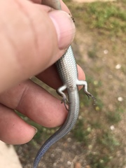 Plestiodon skiltonianus interparietalis