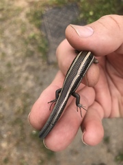 Plestiodon skiltonianus interparietalis