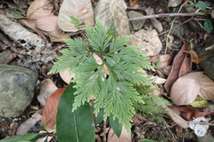 Selaginellaceae