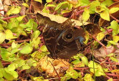 Morpho helenor narcissus