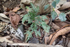 Selaginellaceae