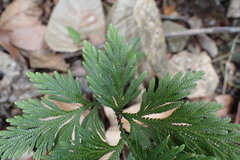 Selaginellaceae