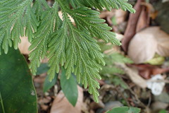 Selaginellaceae