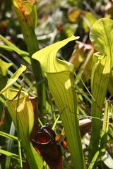 Sarraceniaceae