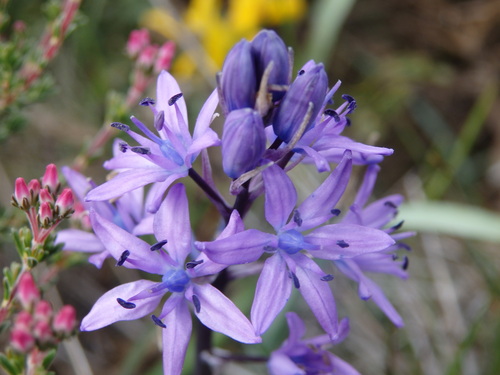 Scilla verna
