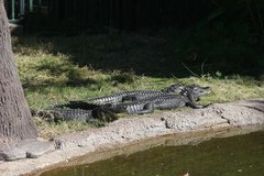 Alligator