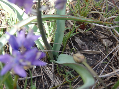 Scilla verna