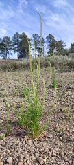 Reseda luteola image