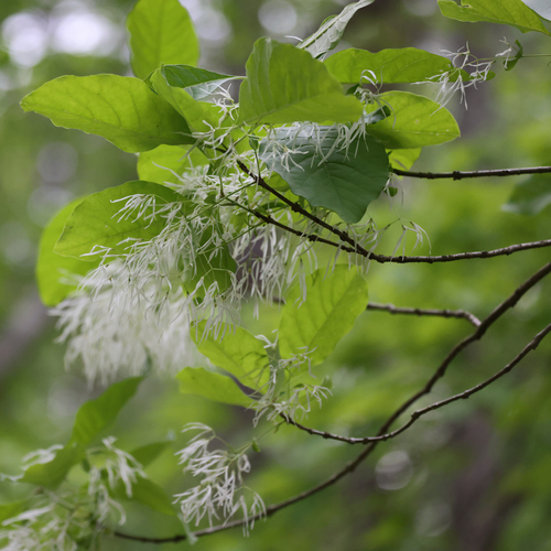Chionanthus virginicus