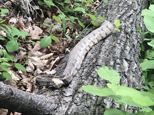 Timber Rattlesnake photographed in Nebraska
