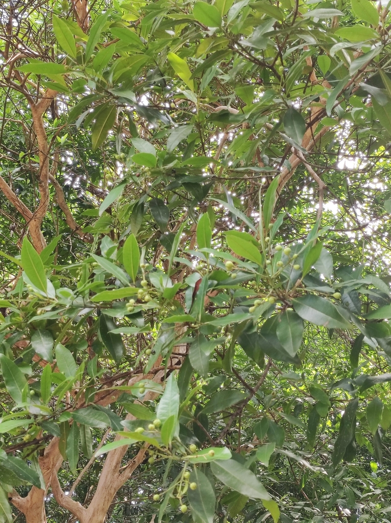 Allspice from Rivera Cerro Hueco, Cerro Hueco, 29094 Tuxtla Gutiérrez