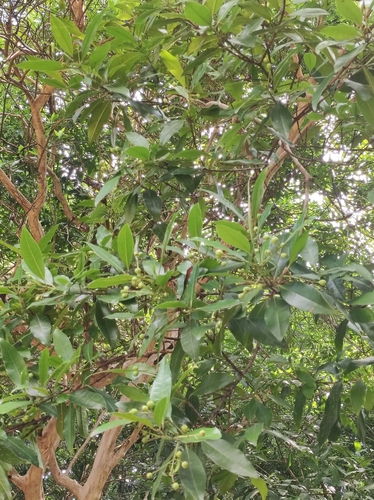 Image of Pimenta dioica by no rights reserved