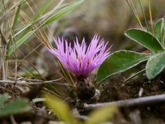 Psephellus marschallianus