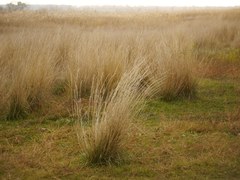 Poaceae