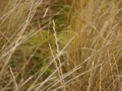 Poaceae