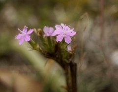 Dianthus pseudarmeria