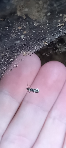 moľa obilná (Nemapogon granella)