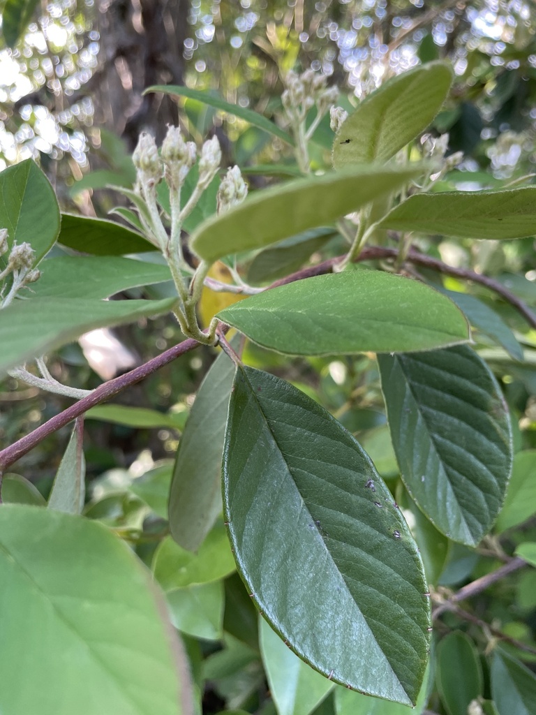 Late cotoneaster from Parktrail Dr, Santa Rosa, CA, US on May 06, 2023