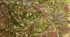 Coleonema juniperinum